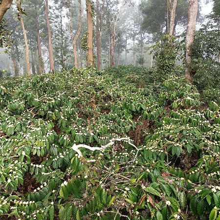 Отель Coorg Kolamotte Gonikoppal Экстерьер фото