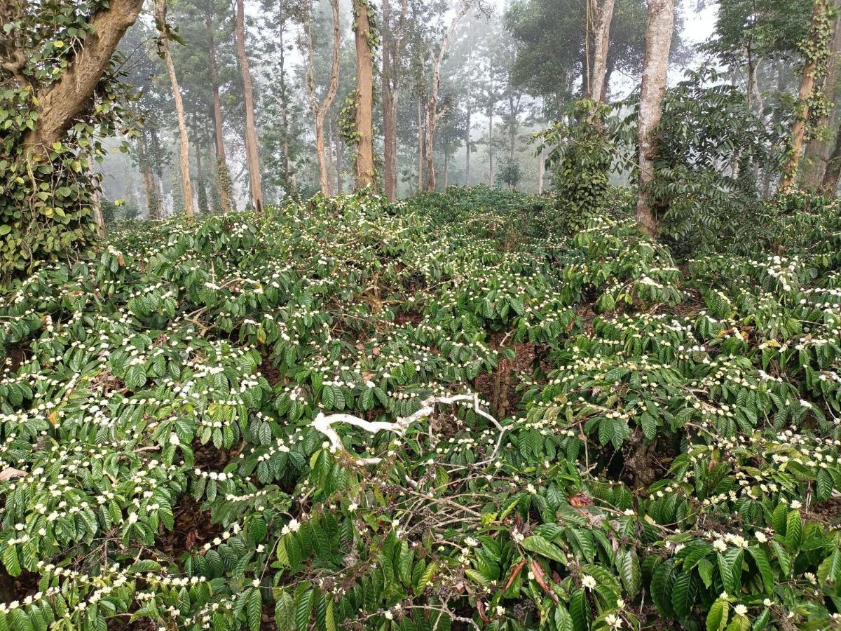Отель Coorg Kolamotte Gonikoppal Экстерьер фото