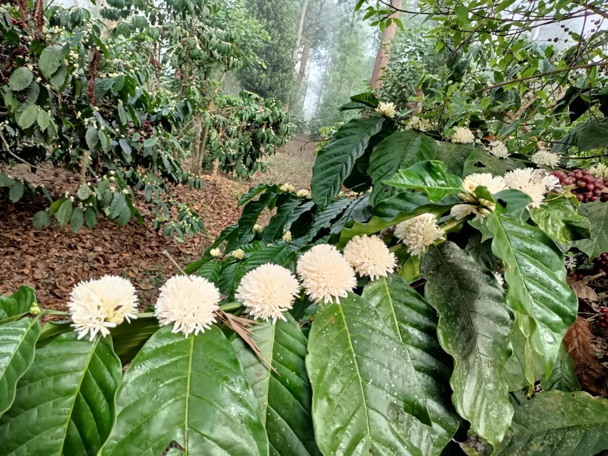 Отель Coorg Kolamotte Gonikoppal Экстерьер фото
