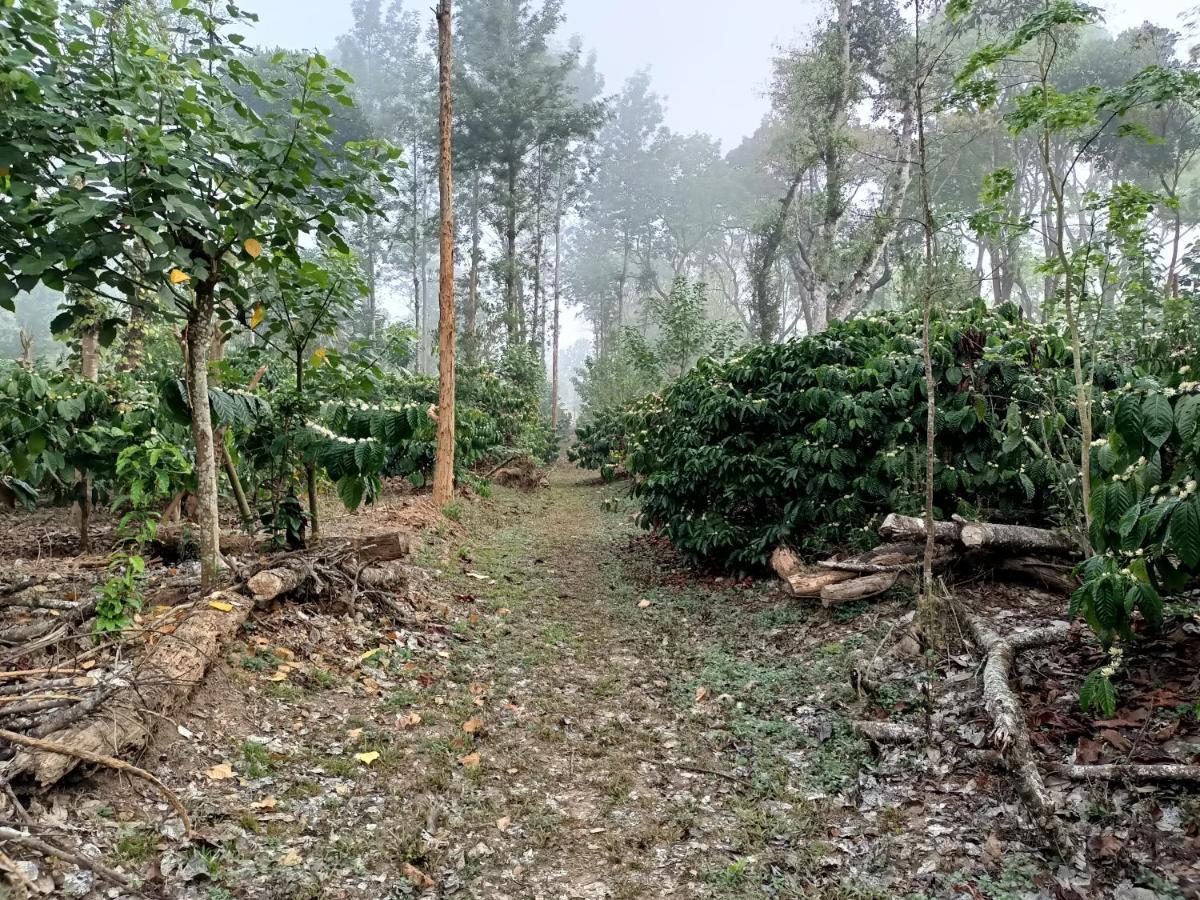 Отель Coorg Kolamotte Gonikoppal Экстерьер фото