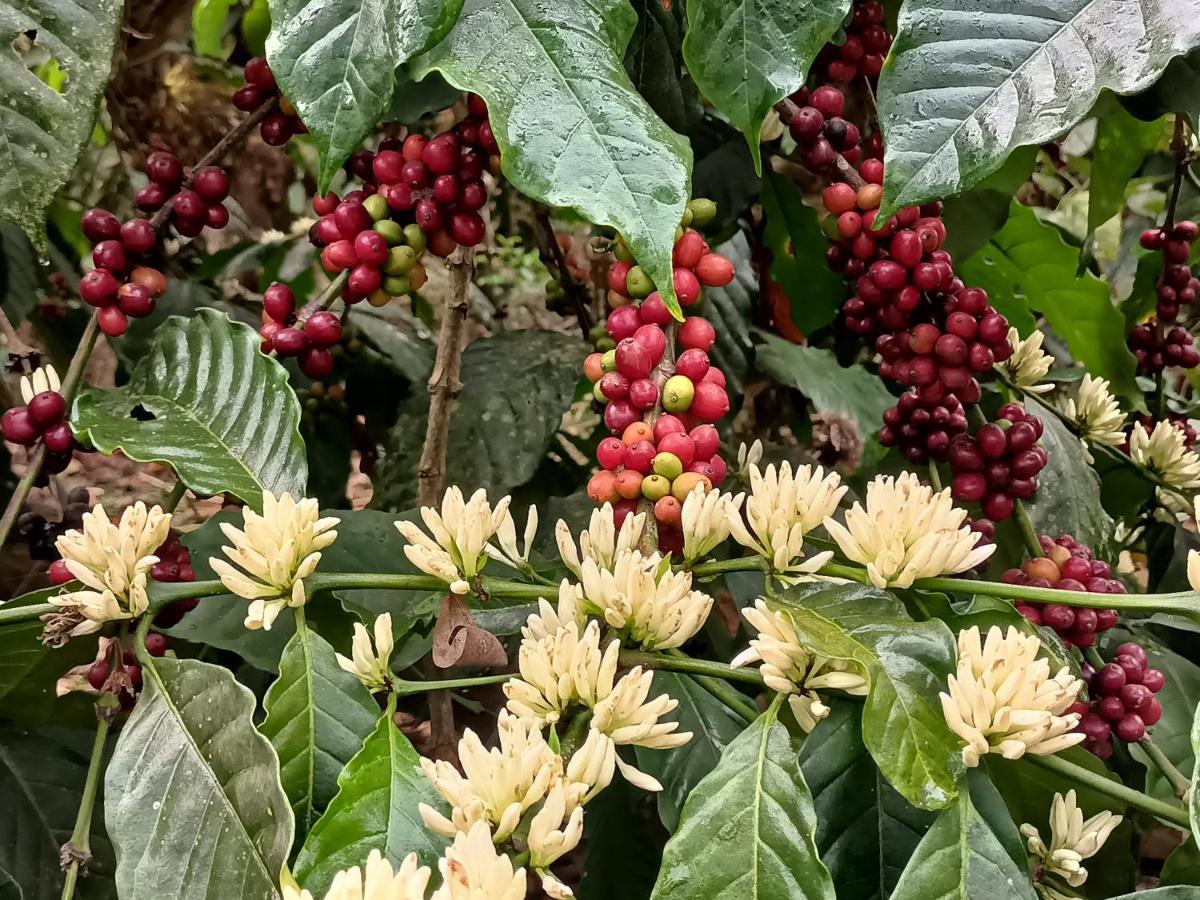 Отель Coorg Kolamotte Gonikoppal Экстерьер фото