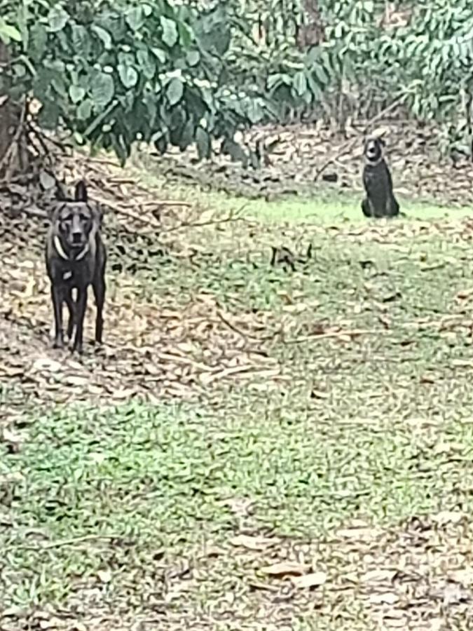 Отель Coorg Kolamotte Gonikoppal Экстерьер фото