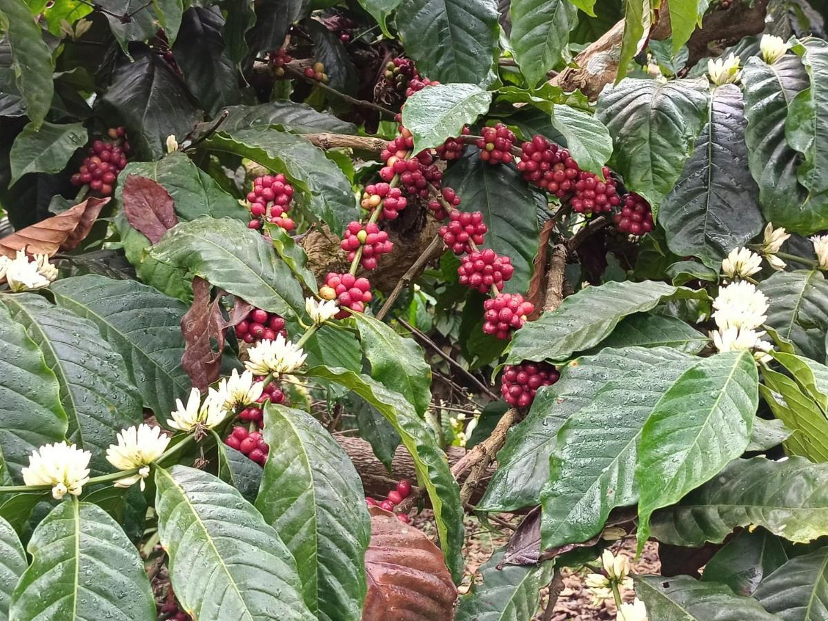 Отель Coorg Kolamotte Gonikoppal Экстерьер фото