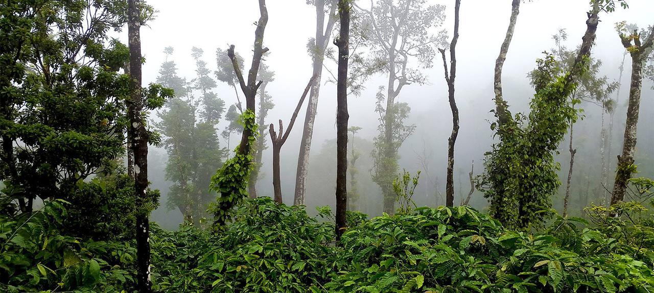 Отель Coorg Kolamotte Gonikoppal Экстерьер фото