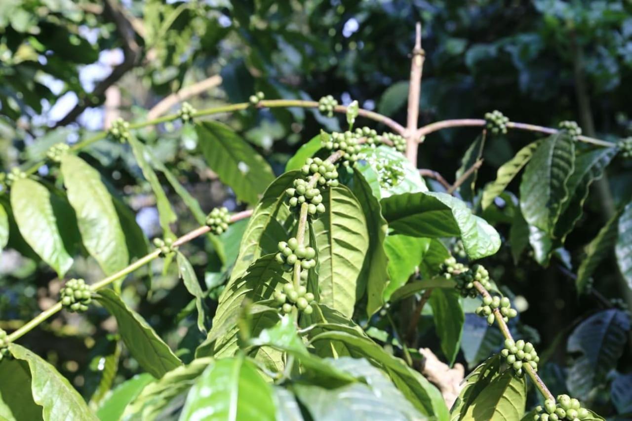 Отель Coorg Kolamotte Gonikoppal Экстерьер фото